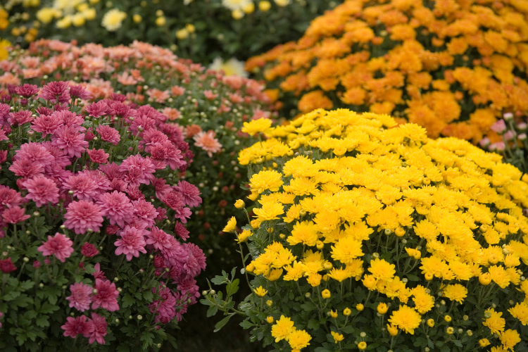 Top 5 flowers men should not give Vietnamese women