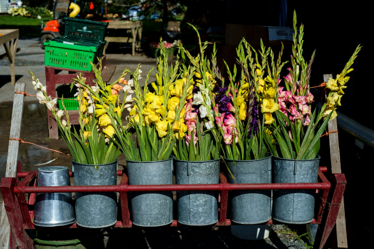 Top 5 flowers men should not give Vietnamese women