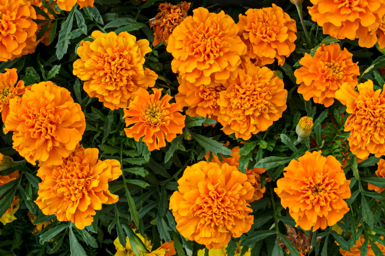Top 5 flowers men should not give Vietnamese women